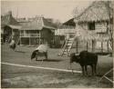 Visayan village, bull in foreground