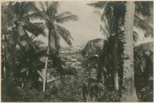 Town of Boac, coconut trees