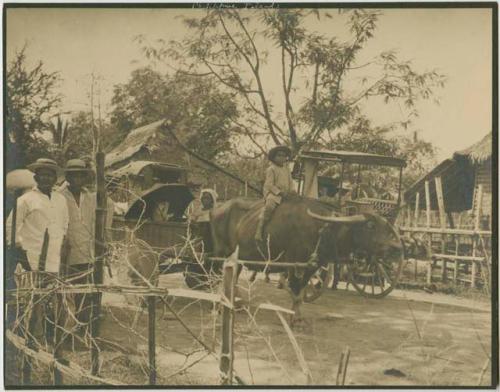 Group, child riding bull pulling cart