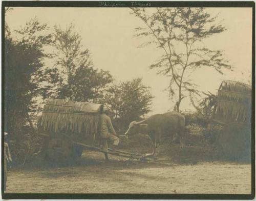 Two carts, man feeds bull hay