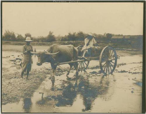 Two figures, bull cart in water