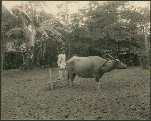 Man, bull pulling plough