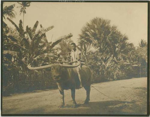 Boy riding bull