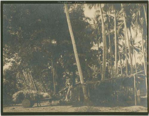 Bull pulls cart of thatch, group under hut