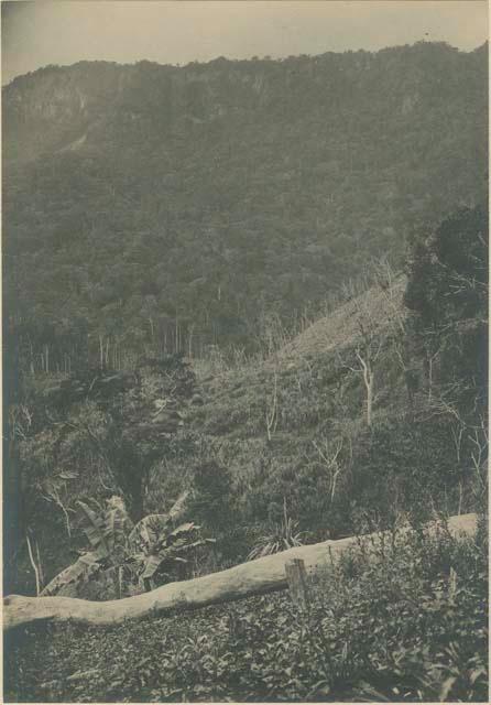 Tingian clearing with sweet potatoes, sugar cane, mountain