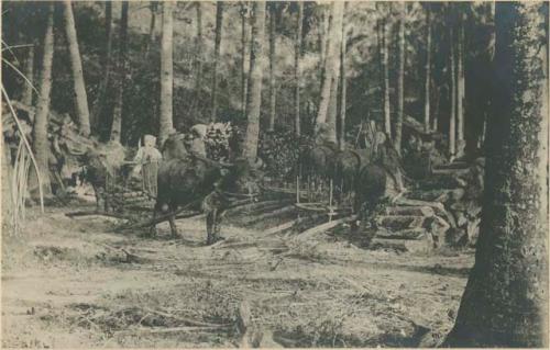 Sálag Dako, Visayan village on Guimaras Island, Iloilo