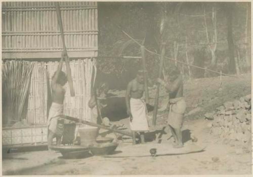 Tinguian women threshing rice