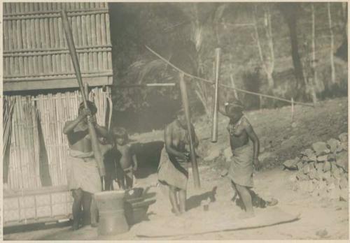 Tinguian women threshing rice