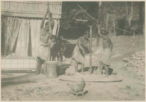 Tinguian women threshing rice