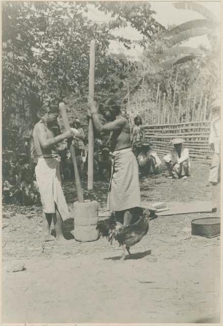 Tinguian women hulling rice