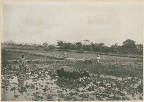 Plowing zacate fields within Manila city limits