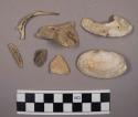 Animal bones and shell