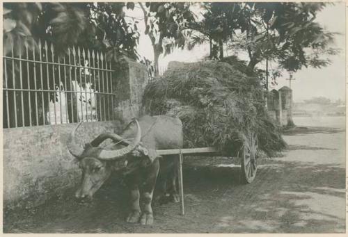 Carabao cart loaded with rice straw