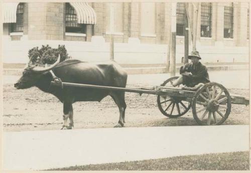 Man sitting in carabao cart waiting for a job