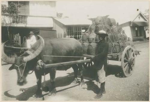 Man with carabao cart loaded with vine in demijohns