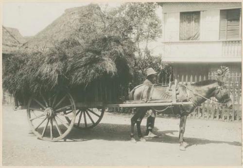 Man with caretela loaded with zacate