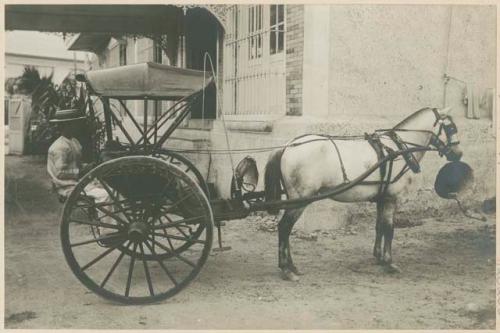 Man driving calesa