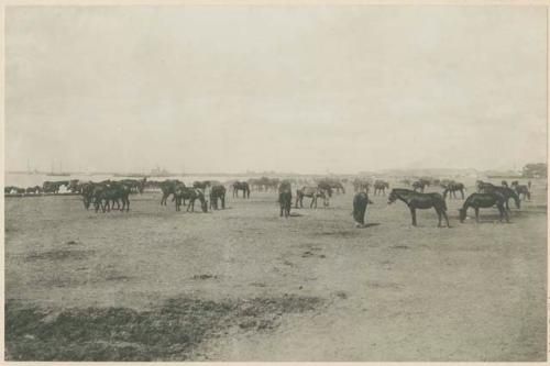 Army mules in Government corral