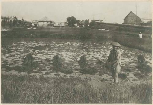 Man planting zacate for horses