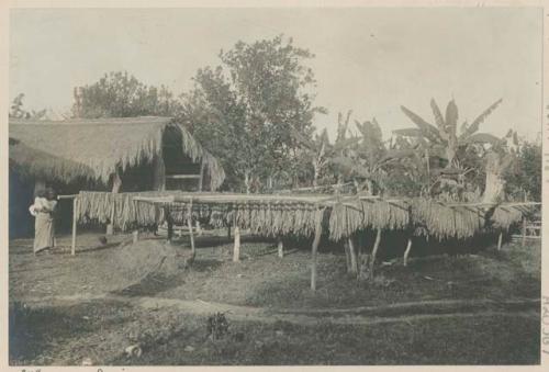 Woman and child next to tobacco drying, Ilagan, Isabela