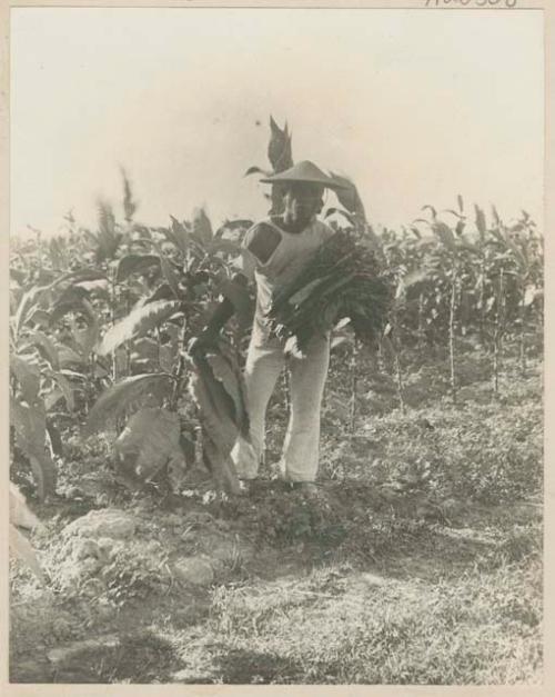 Man harvesting tobacco, Ilagan, Isabela