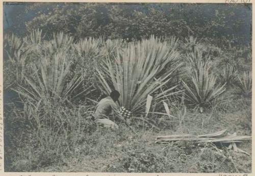 Ilocano man harvesting maguey leaves