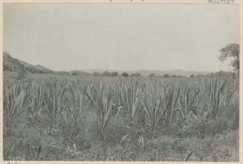 Maguey field in South Ilocos