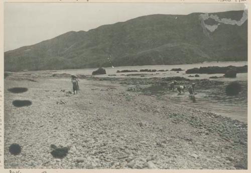 Retting maguey in sea water