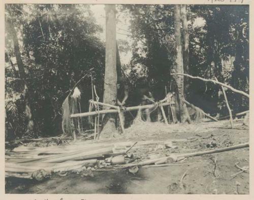 Stripping Manila hemp at Baler, Tayabas