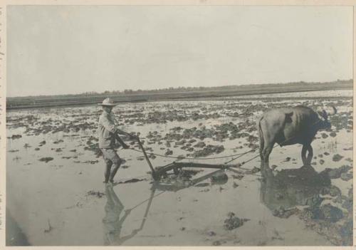Man plowing rice field