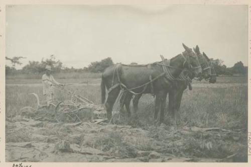 Filipino man plowing with horses and mules, gang plows