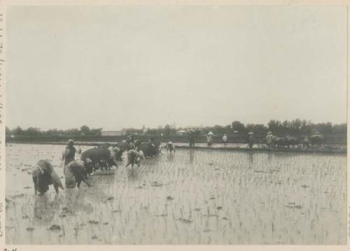 Women and children transplanting rice by hand