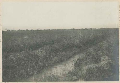 Irrigating ditch on Government Rice Farm