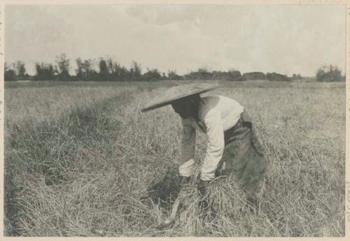 Woman reaping rice with crooked stick