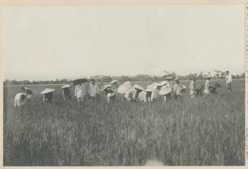 People reaping rice by hand