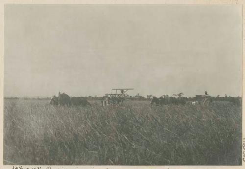 Reaping rice with harvesting machine