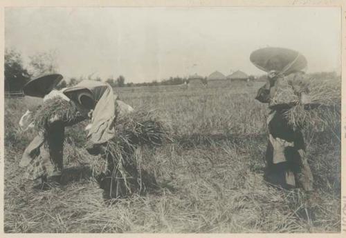 People cleaning rice, with finished stacks in background