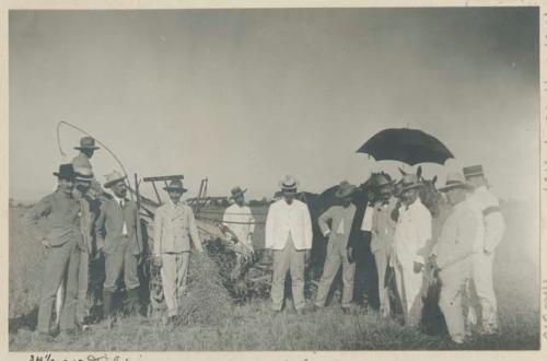 Men with self-binding reaper, Government Rice Farm