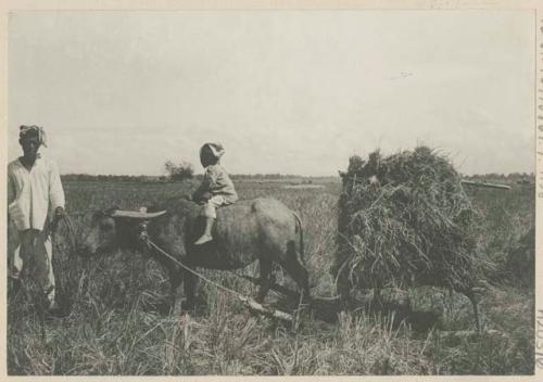 Man and child drawing rice to stacking place with carabao sledge