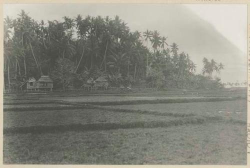 Rice fields, Tagolog house, and coconut palms at Boac