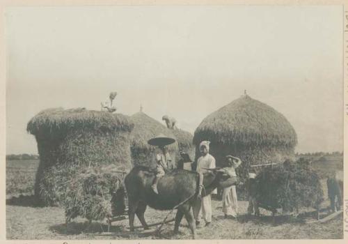Men with carabao sledge at rice stacking place