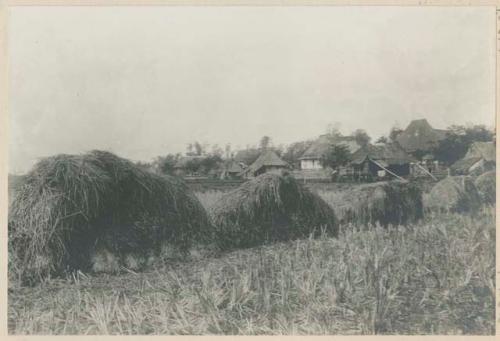 Rice piled up to dry before stacking