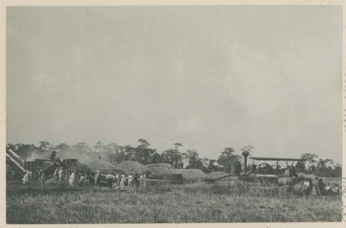 Rice threshing outfit, Government Rice Farm