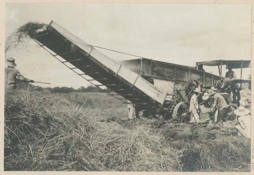 Men sacking rice from thresher