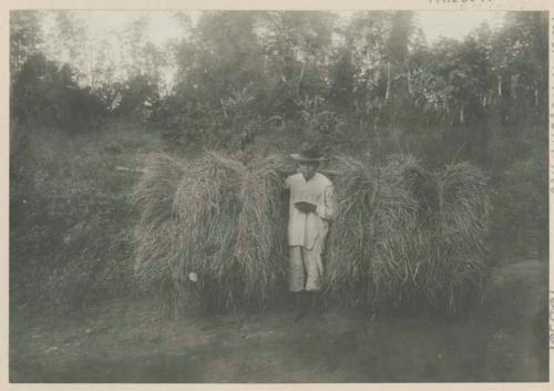 Man bringing rice straw into Manila for sale