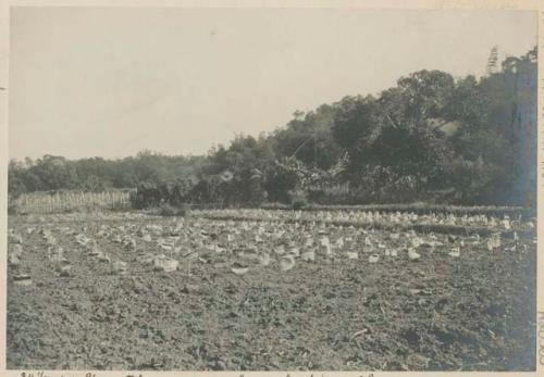 Young tobacco plants shaded by bark