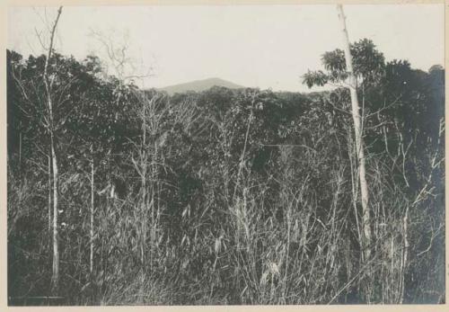 Mt. Tincugan, from Mt. Calabaza, Bulacan