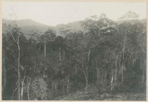 Mt. Pilong-pilong, from Mt. Calabaza, Bulacan