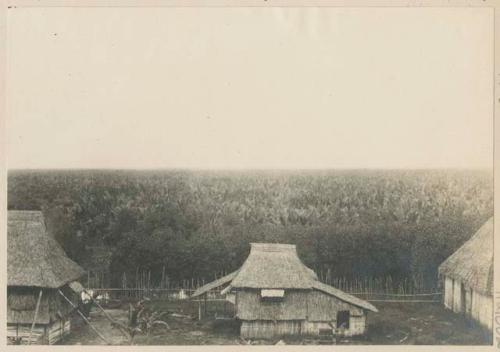 Nipa swamps on Ayala estate, Pampanga