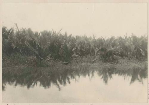 Nipa swamps on Ayala estate, Pampanga